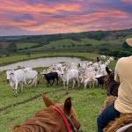 How a Cow Specimen with Indian Roots became Brazilian cattle industry's billion-dollar jewel